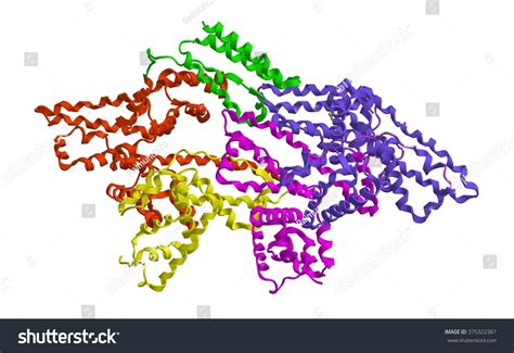 Bovine Serum Albumin (BSA) .
